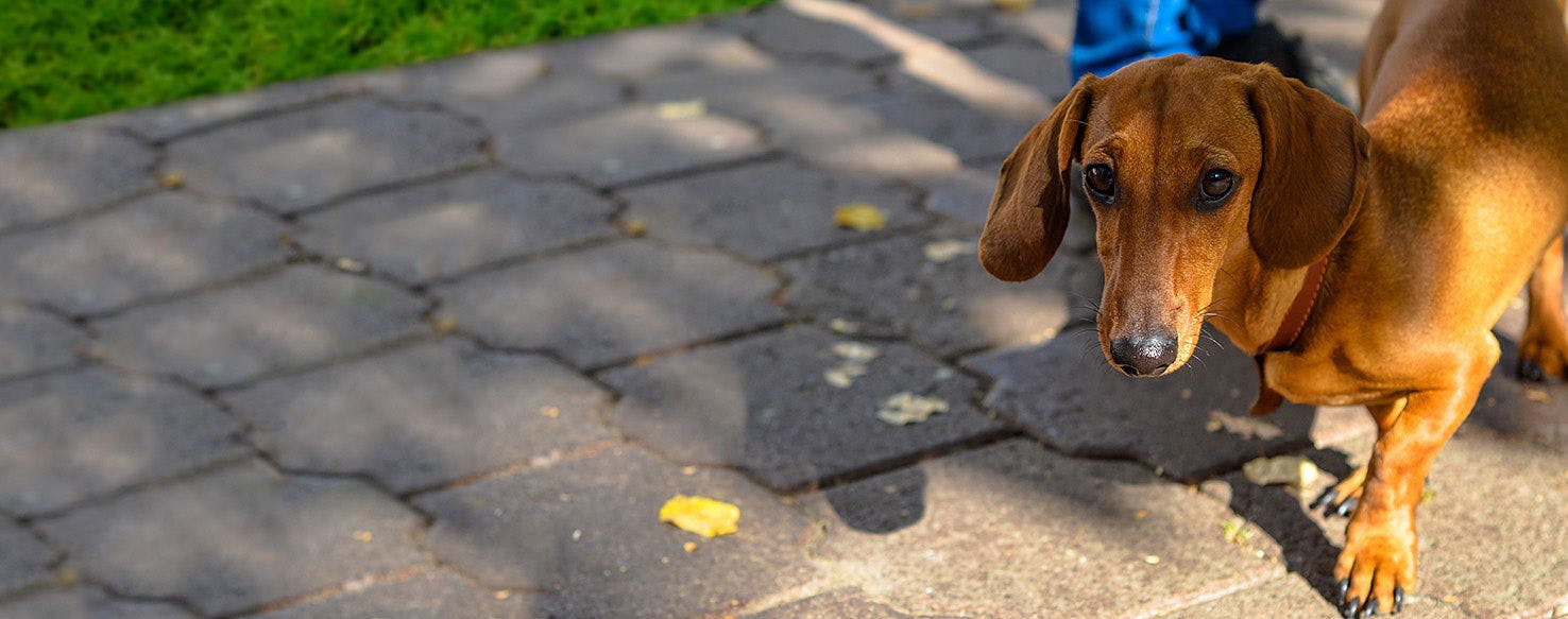 How to Train a Dachshund to Go For Walks Wag!
